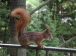 Red Squirrel