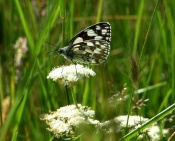 Marbled White Butterfly