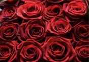 Champagne on ice and a dozen red roses
