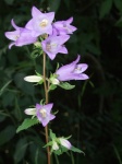 Bell Flower