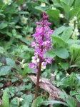 Orchid