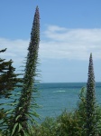 Echium Pininana - Bembridge