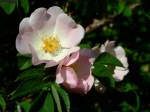 Wild Rose - Brading