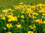 Yellow Vetch - Brading Marsh