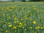 Corn Marigold - Chale