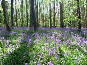 Blue Bell Wood